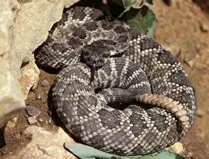 Northern Pacific Rattlesnake