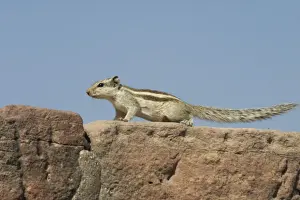 Northern Palm / Five-striped Palm Squirrel Found in the northern half of India in woodlands but also in urban areas with trees. Photographed in Jodhpur, at the Palace gates for the Hill Fort, India, Asia