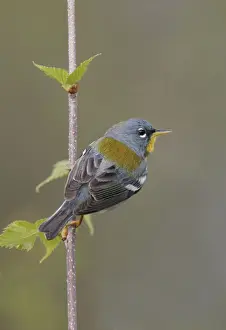 Northern Parula