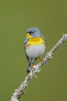 Northern Parula