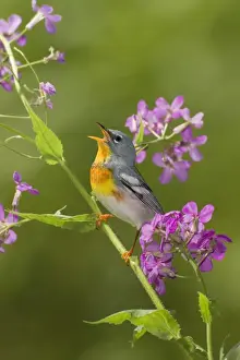 Northern Parula - adult male singing - on breeding territory - May - Connecticut - USA