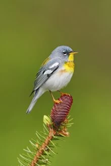 Northern Parula - adult male in spruce tree near nesting are