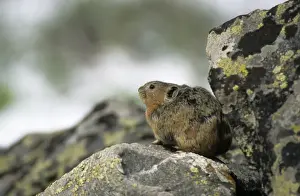 Northern Pika rodent on guard, living in a stone-river in Sengilen mountain range, known for making hay-stacks for winter; June; South Tuva, Russia Tu32. 3048