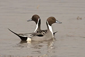 Images Dated 28th July 2010: Two Northern Pintail drakes (Anas acuta)