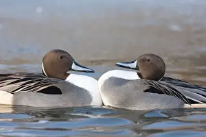 Pintail Prints: Northern Pintail - Two drakes fighting due to cramped conditions on a small patch of unfrozen water