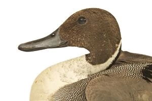 Northern Pintail DUCK - close-up of head