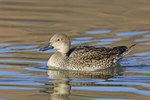 Images Dated 12th January 2011: Northern Pintail - female