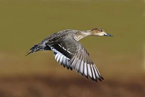 Northern Pintail - in flight in winter