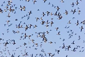 Northern Pintail - flock in flight