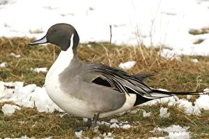 Northern Pintail - Male