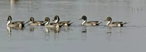 Images Dated 26th November 2010: Northern Pintails - flock in winter