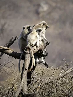 Images Dated 13th June 2020: Northern Plains Grey Langur - adult and young Semnopithecus entellus Rajasthan, India MA003959