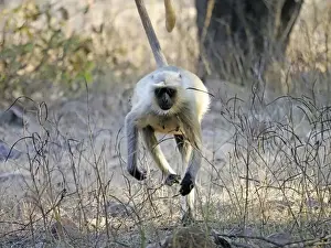 Northern Prints: Northern Plains Grey Langur - running Semnopithecus entellus Rajasthan, India MA003946