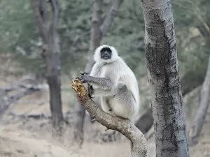 Images Dated 31st May 2020: Northern Plains Grey Langur Semnopithecus entellus Rajasthan, India MA003974 Date: 14-Feb-20