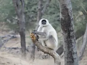 Northern Plains Grey Langur Semnopithecus entellus Rajasthan, India MA003974