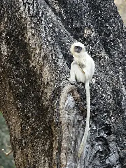 Entellus Prints: Northern Plains Grey Langur - youngster Semnopithecus entellus Rajasthan, India MA003969