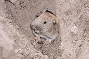 Northern Pocket Gopher KFO 965 South Canada to New Mexico. Dakota to extreme East California Thomomys talpoodes © Kenneth W. Fink / ardea. com