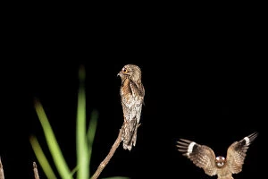 Northern Gallery: Northern Potoo