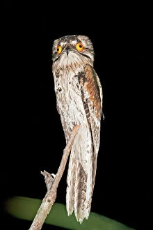 Central America Collection: Northern Potoo. A nocturnal bird belonging to the potoo family. San Blas Mexico in March