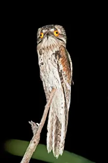 Mexico Prints: Northern Potoo. A nocturnal bird belonging to the potoo family. San Blas Mexico in March