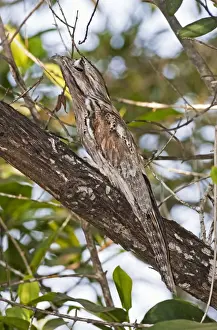 Northern Potoo. A nocturnal bird belonging to the potoo family. San Blas Mexico in March