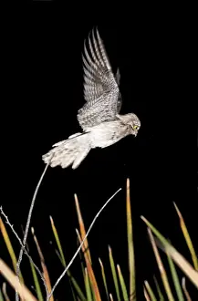 Northern Potoo. A nocturnal bird belonging to the potoo family. San Blas Mexico in March
