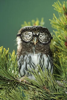 Northern Pygmy Owl, close-up on branch wearing glasses Dist. South Alaska to Guatamala. Date: 13-Jun-11