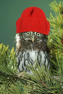 Images Dated 17th March 2020: Northern Pygmy Owl, close-up on branch wearing red woolly hat Date: 13-Jun-11