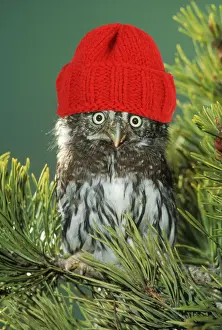 Pygmy Prints: Northern Pygmy Owl, close-up on branch wearing red woolly hat