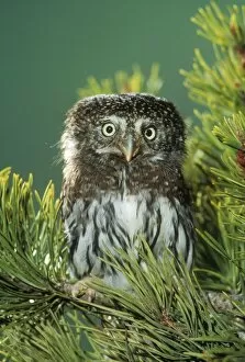 Northern Pygmy OWL - close-up in conifer