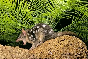 Images Dated 7th January 2009: Northern Quoll - with mouth wide open, Northern Australia JPF28936