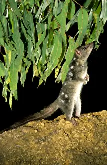 Quoll Prints: Northern Quoll - Stretched - standing on hind legs, Northern Australia JPF28985