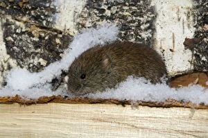 Images Dated 15th March 2009: Northern Red-backed Vole - emerges from a hide in wood-store to search for remains of food around