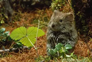 Red Backed Prints: Northern Red-backed Vole - in search of food