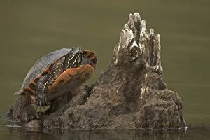 Bellied Gallery: northern red-bellied turtle (Pseudemys rubriventris), Ma