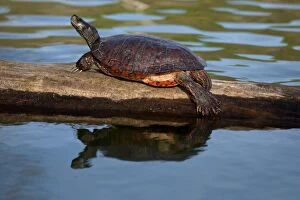 Images Dated 18th April 2017: northern red-bellied turtles, Maryland, basking, also kn