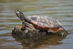 Bellied Gallery: northern red-bellied turtles, Maryland, basking, also kn