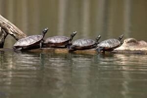Images Dated 13th April 2017: northern red-bellied turtles (Pseudemys rubriventris), M