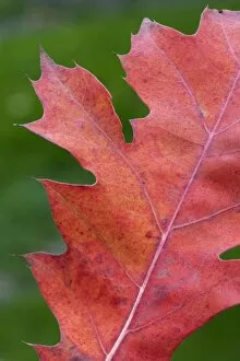 Northern red champion oak autumn leaf
