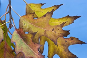 Images Dated 14th October 2008: Northern Red / Champion Oak - autumn leaves