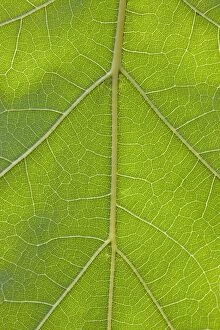 Images Dated 25th September 2013: Northern Red Oak / Champion Oak Tree - leaf