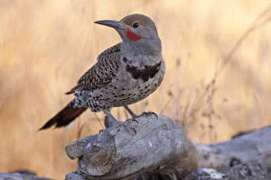Auratus Gallery: A Northern (red-shafted) Flicker (Colaptes)