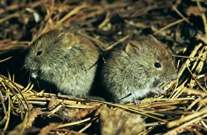 Russian Prints: Northern redbacked vole, two young brothers feed on taiga-forest floor near river Negustyah