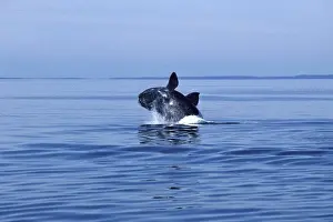 Baleen Whale Prints: Northern Right Whale Breaching. Bay of Fundy, New Brunswick, Canada CH 373
