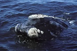 Northern Right whale - Close-up of head. Notes the callosities, patches of hard skin layers which right whales are born with. The location and shape of callosities is slightly different on each individual