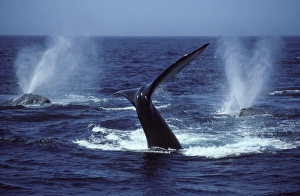 Northern Right whale - Courting group