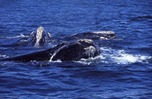 Northern Right whale - Courting group