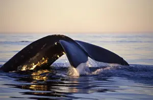 Fluke Prints: Northern Right whale - Diving, late afternoon. Bay of Fundy, New Brunswick, Canada