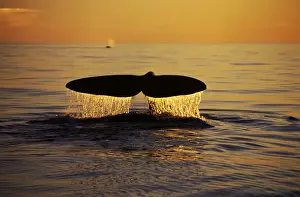Northern Right whale - Diving; sunset, Bay of Fundy, New Brunswick, Canada CH 570