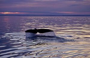 Tranquillity Collection: Northern Right whale - Diving, before sunset. Bay of Fundy, New Brunswick, Canada CH 484
